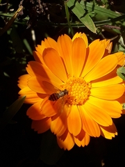 Toxomerus occidentalis