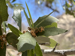 Quercus brandegeei