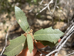 Quercus brandegeei
