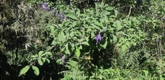 Iochroma calycinum