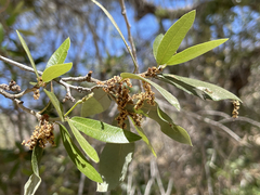 Quercus brandegeei