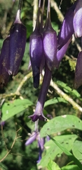 Iochroma calycinum