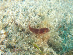 Apletodon pellegrini