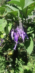 Iochroma calycinum