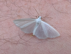 Lomographa vestaliata