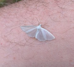 Lomographa vestaliata