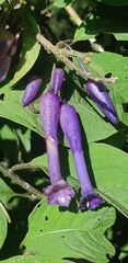 Iochroma calycinum
