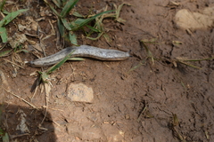 Meghimatium pictum