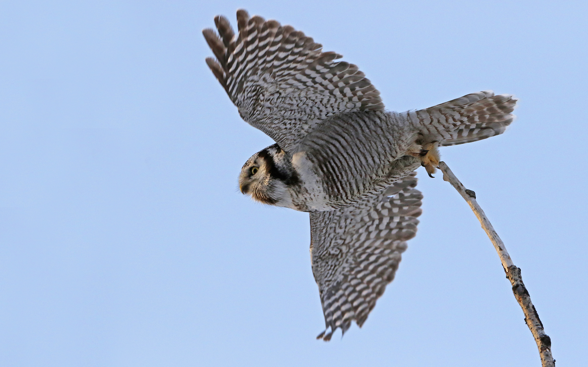 Northern Hawk Owl (Surnia ulula)