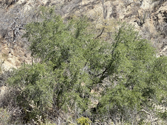 Quercus brandegeei