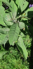 Iochroma calycinum