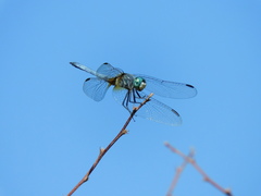 Pachydiplax longipennis