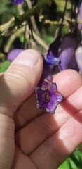 Iochroma calycinum