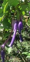Iochroma calycinum