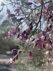 Olneya tesota
