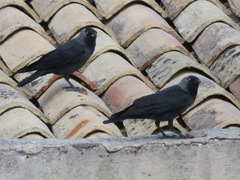 Corvus monedula