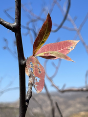 Bursera cerasiifolia