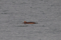 Phocoena phocoena relicta