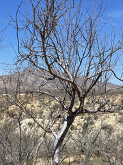Bursera cerasiifolia
