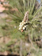 Pinus greggii australis