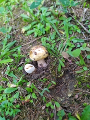 Amanita rubescens