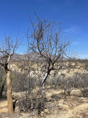 Bursera cerasiifolia