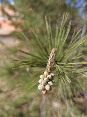 Pinus greggii australis