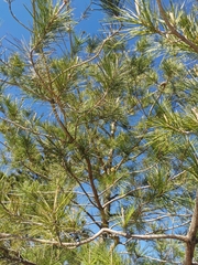 Pinus greggii australis