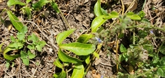 Aristolochia trilobata