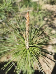 Pinus greggii australis