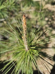 Pinus greggii australis