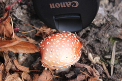 Amanita muscaria