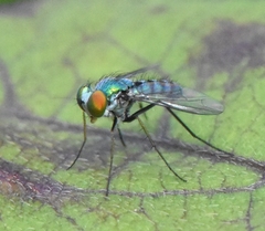 Condylostylus pruinosus