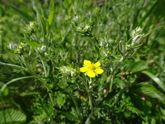 Potentilla neglecta