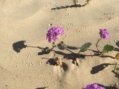 Abronia gracilis