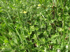 Potentilla neglecta