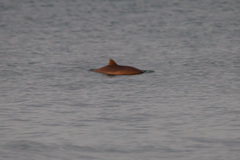 Phocoena phocoena relicta