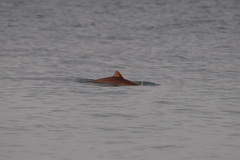 Phocoena phocoena relicta