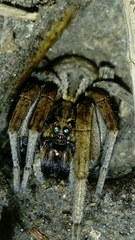 Lycosidae
