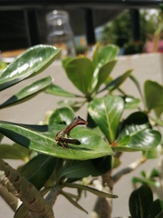 Umbonia crassicornis