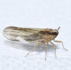 Muellerianella