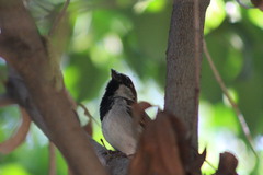 Passer domesticus