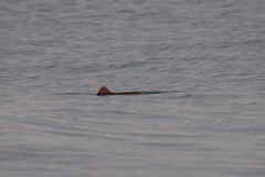 Phocoena phocoena relicta