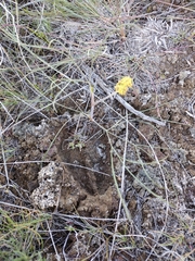 Lomatium simplex