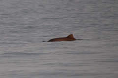 Phocoena phocoena relicta