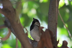Passer domesticus
