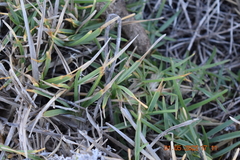 Bouteloua dactyloides