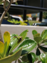 Umbonia crassicornis