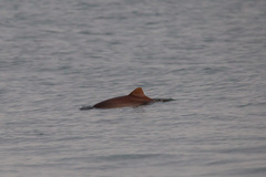 Phocoena phocoena relicta