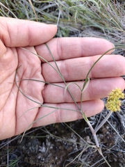 Lomatium simplex